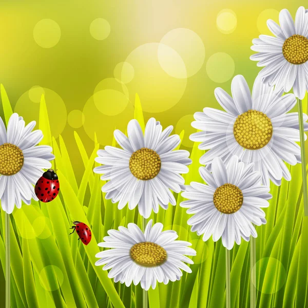 Gänseblümchen mit Marienkäfern — Stockvektor