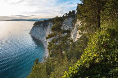 Karadeniz'den çam ormanı görünümünü