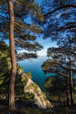 Karadeniz'den çam ormanı görünümünü