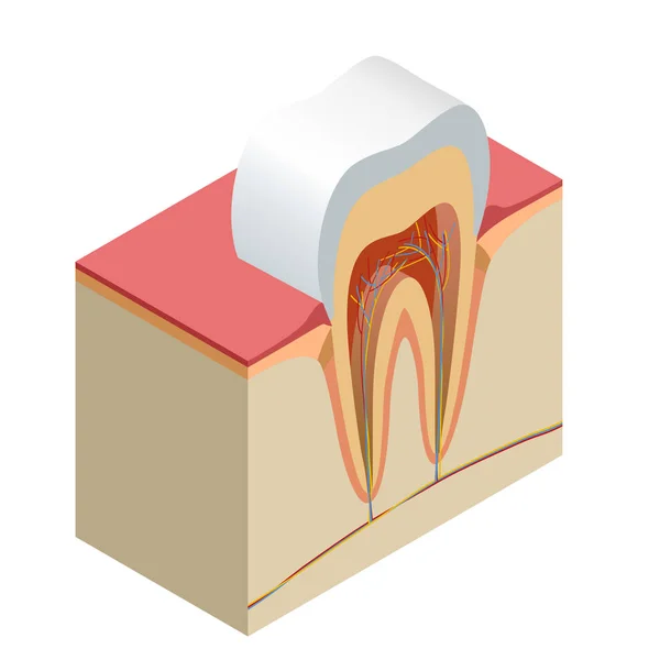 Isometrische echte tand anatomie close-up weggesneden sectie model kant weergave realistische vectorillustratie — Stockvector