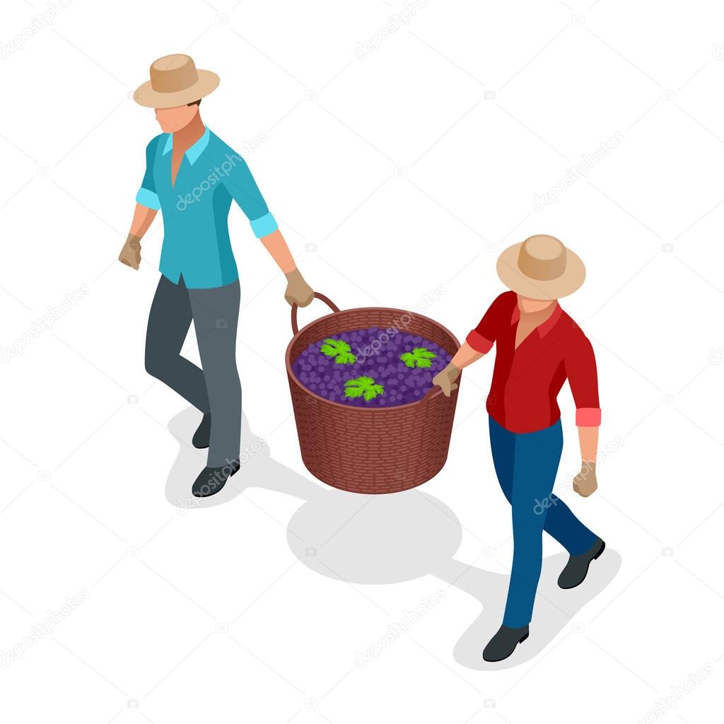 Isometric workers harvesting grapes during the wine harvest. Blue wine grapes in wicker baskets. Isolated object in flat design on white background. Vector illustration.