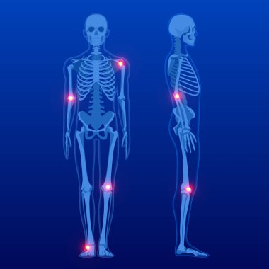 Önde insan iskeleti ve profili. İnsan iskeleti anatomisi röntgeni.
