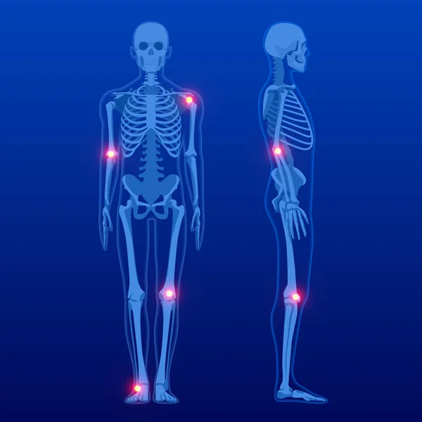 Menselijk skelet vooraan en profiel. Röntgenfoto 's van menselijke skeletanatomie. — Stockvector