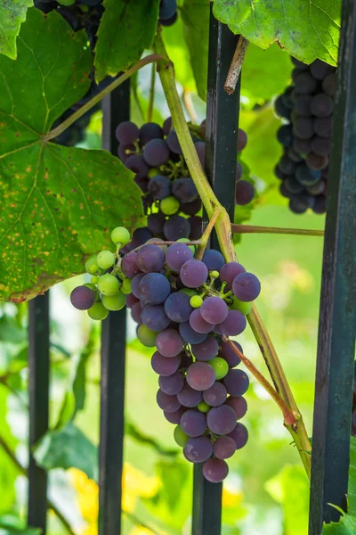 Grapes on vine — Stock Photo, Image