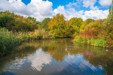 Bir su birikintisi Londra Park, İngiltere