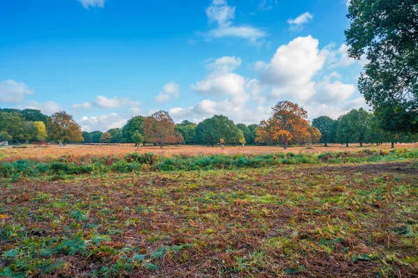 Bos van Hacke, herfst kleuren, Londen Uk — Stockfoto