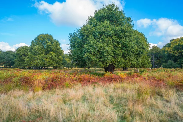 En park i höstfärger, London Uk — Stockfoto