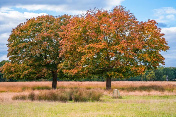 En park i höstfärger, London Uk — Stockfoto