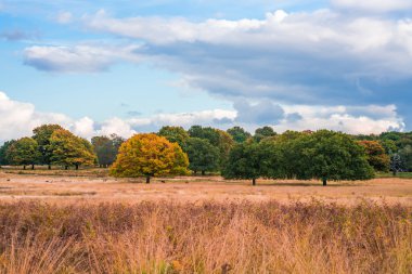 Sonbahar renkleri, Londra İngiltere bir parkta