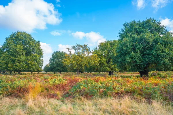 Bos van Hacke, herfst kleuren, Londen Uk — Stockfoto