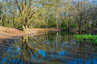Bahar ormanda küçük gölet