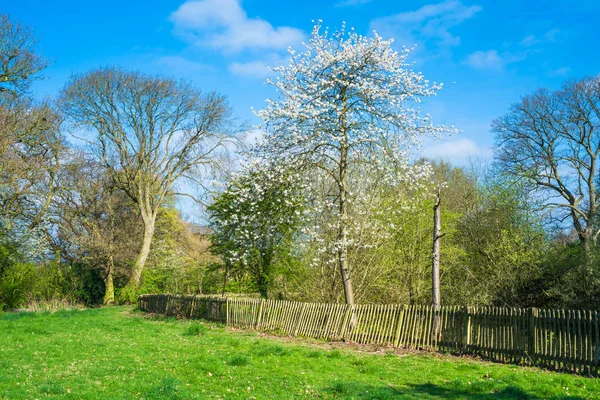 Spring time landscape in the London suburbs — Stock Photo, Image