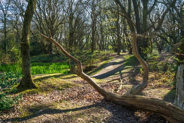 Spring i skogen i Hampstead Heath, London, Uk — Stockfoto