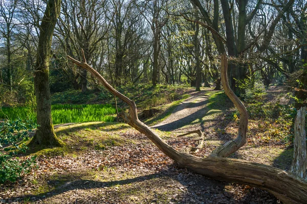 Hampstead Heath, Londra, İngiltere'de ormanda bahar