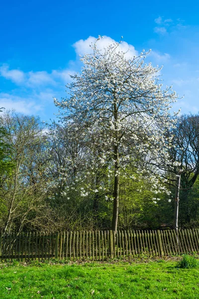 Vårens tid landskap i London förorter — Stockfoto