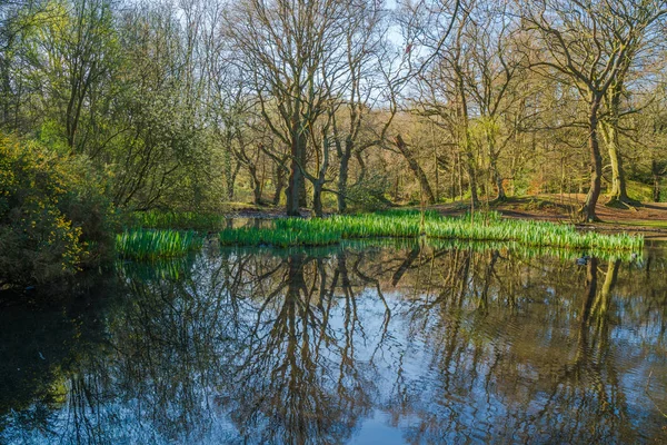 Liten damm i skogen på våren — Stockfoto