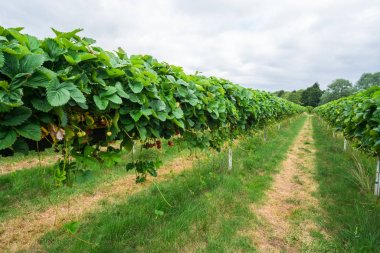 Satır çilek meyve çiftlikte büyüyen