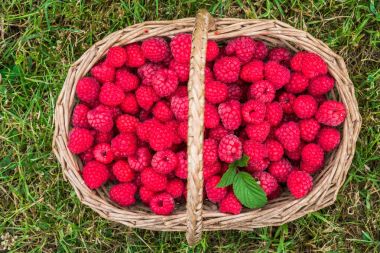 Bir sepet taze çekilmiş ahududu dolu 