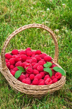 Bir sepet taze çekilmiş ahududu dolu