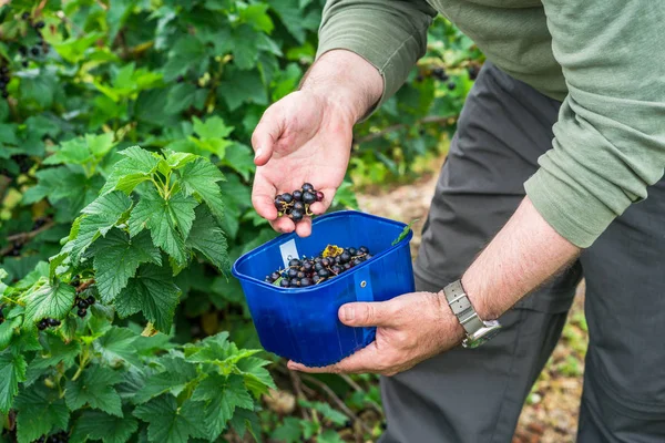 A male picking up blackcurrant on a fruit farm