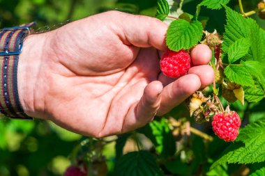 Ahududu toplama bir erkek
