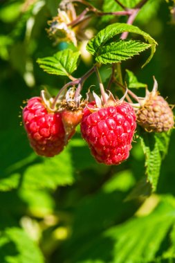bush üzerinde büyüyen ahududu 