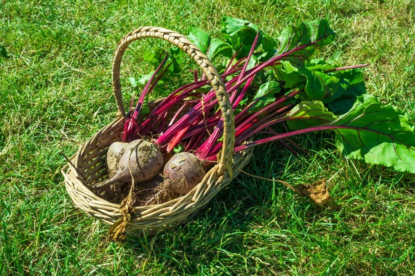 Barbabietola appena raccolta in un cesto — Foto Stock