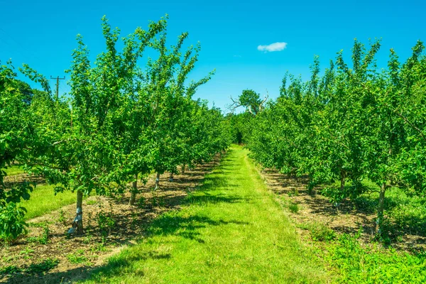 Righe di alberi da frutto in un frutteto — Foto Stock