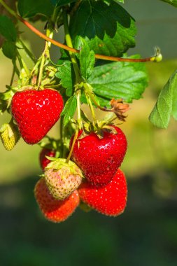 Çilekler bush üzerinde büyüyen