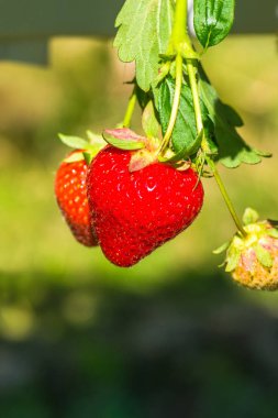 Çilekler bush üzerinde büyüyen