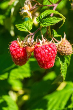 bush üzerinde büyüyen ahududu 