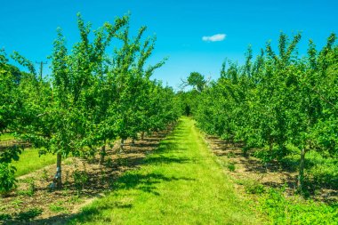 meyve ağaçları satırları