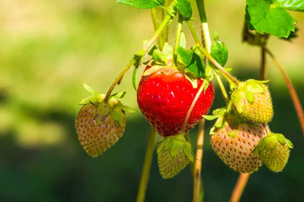 Çilekler bush üzerinde büyüyen