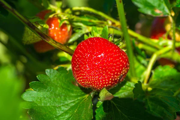 Fresas creciendo en un arbusto — Foto de Stock