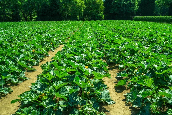 Righe di zucchine che crescono in una fattoria — Foto Stock