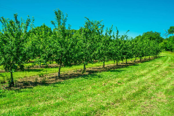 A row of fruit trees 