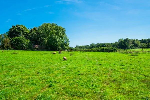 Engelska landsbygden i Norfolk. Fåren betar i en äng. — Stockfoto