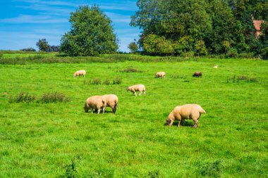 Norfolk İngiliz kırsalında. Koyun otlatma bir çayır.