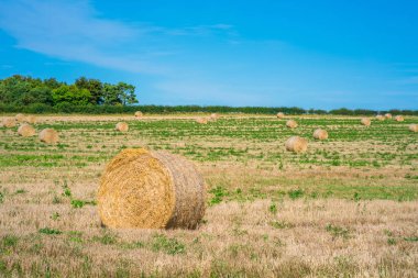 saman balyaları tarlada. 