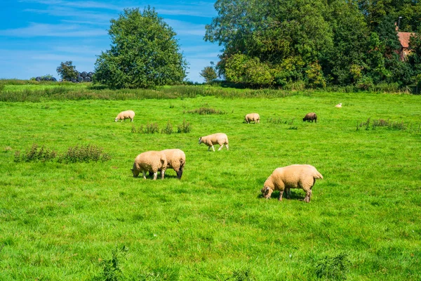 노퍽에 있는 영어 시골. 풀밭에 방목 하는 양. — 스톡 사진