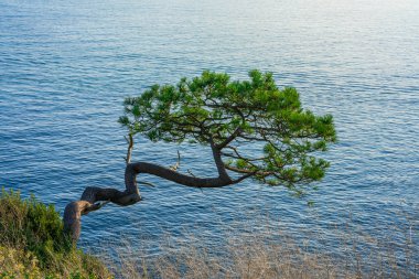 Ağaçta bir uçurum, Torquay, Güney Devon