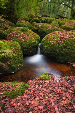 Becky Falls Dartmoor Milli Parkı'nda, Devon, İngiltere