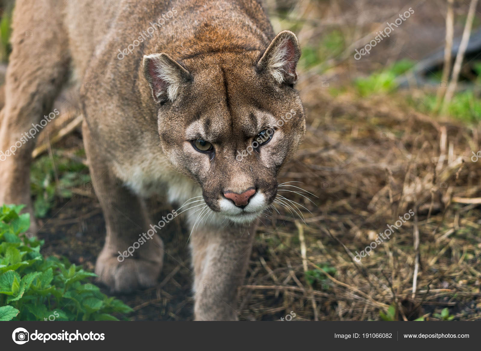 puma concolor brasil