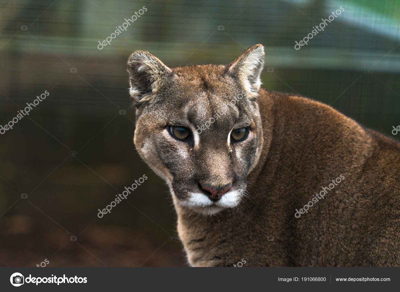 puma en voie de disparition puma en voie de disparition