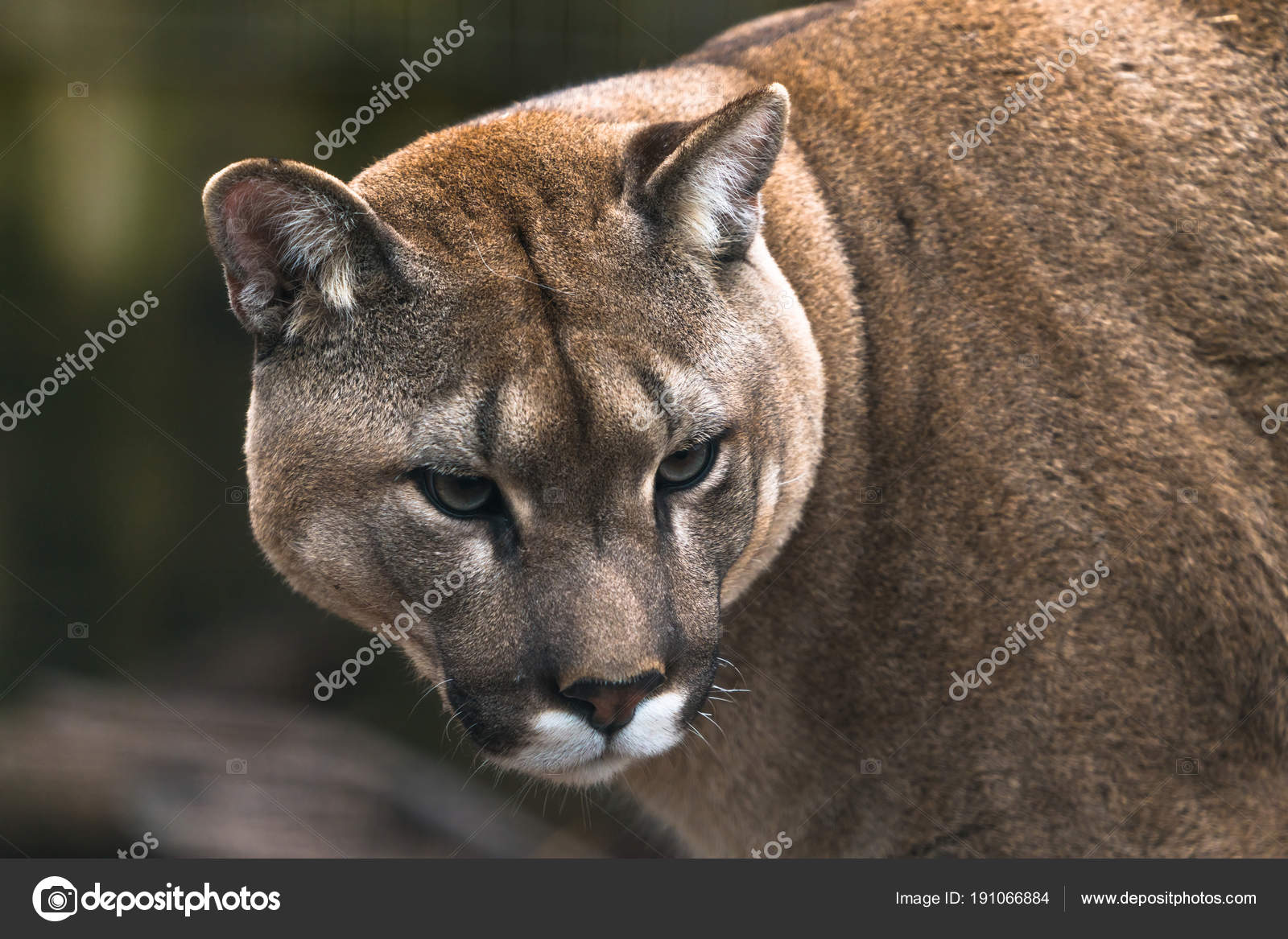 puma en voie de disparition puma en voie de disparition