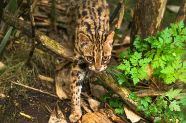 Leopar kedi (Prionailurus bengalensis)