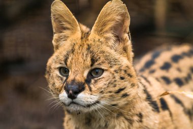 Serval (Leptailurus serval)