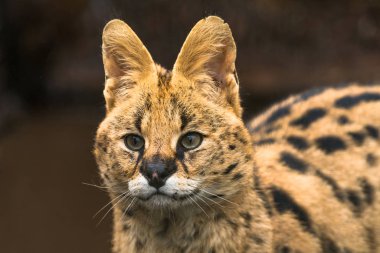 Serval (Leptailurus serval)
