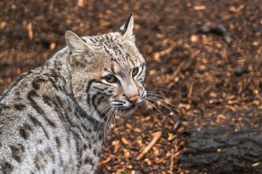 Vaşak (Lynx rufus)