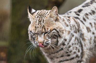 Vaşak (Lynx rufus)